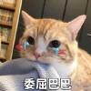 桜滿集