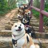 纳曌犹思