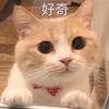 拜仁主教练戈雷茨卡