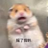 养貓