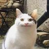choudai
