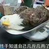 高骚41度