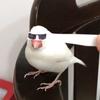 吕布哥哥ovo