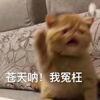 你梅西我奶妈