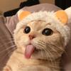 赖在屋顶上的猫