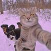 猫与它的伙伴