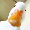 xperry