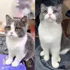 爱摊手的巴雷拉