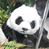 沃利贝贝