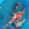 伶牙俐齿前牙医