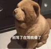 格里兹曼bro