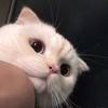罗本飞侠