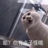 安菲尔德大猫