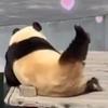 球迷31841628