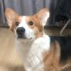 苹果牛仔