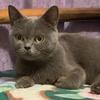 milanocat