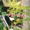 蔡花花9639