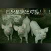 史密斯闷蛋