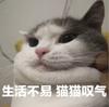 悲伤的向日葵