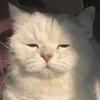 猴猴爱蛋蛋