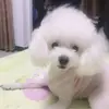 染雨紫