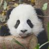 李哥李哥