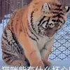 里斯詹姆斯1