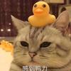 小啡