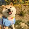 傩送鳄鱼