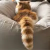 robincatz