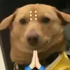 诺禾