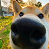 恩刺
