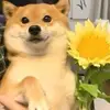 我在斯坦福桥西北