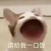 Pappagallo