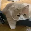 航哥哈哈哈