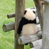 久易愁