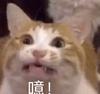 二次元一游