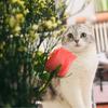 这里有猫饼