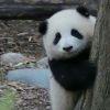 在种花的斌