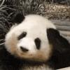猪妖不是妖