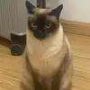 运也