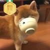 把爱留在拜仁慕尼黑