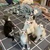 托特纳姆轻音部