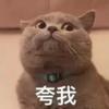 一路小跑带嘚瑟