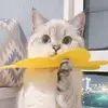 蓝竭赢