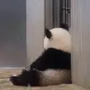 薄荷费尔南德斯