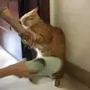 您还有有一万张改名卡
