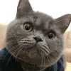 球迷23822698