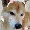 起什么昵称好呢