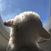 和平的天